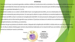 INTERFASE
Esta fase es la que no presenta grandes cambios visibles en la estructura de la cromatina. Sin embargo, la célula se encuentra
en plena actividad de síntesis de todo tipo de sustancias, incluidas las necesarias para dividirse después de la interfase. Se
divide en 3 periodos llamados G1, S y G2.
● Cuando la célula se va a volver a dividir debe hacer una duplicación de ADN, una vez sintetizadas en la fase G1 todas las
sustancias necesarias para este proceso. En caso que la célula no vaya a dividirse no necesita duplicar su información.
● Síntesis de ADN La fase S consiste en la duplicación del ADN. En este proceso la célula gasta mucha energía para hacer una
copia idéntica de la información genética que contiene. El proceso se basa en la adición de nucleótidos de bases
complementarias a las hebras ya existentes.
● Antes de que se produzca la división celular y después de la duplicación del ADN, la célula entra en una fase denominada
G2. En ella, la célula sintetiza gran número de proteínas implicadas en la creación del huso acromático. En las células de tipo
animal se sintetizan nuevos centriolos.
 