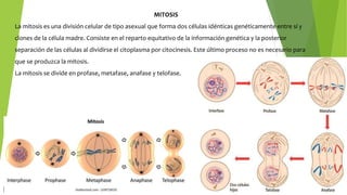 MITOSIS
La mitosis es una división celular de tipo asexual que forma dos células idénticas genéticamente entre sí y
clones de la célula madre. Consiste en el reparto equitativo de la información genética y la posterior
separación de las células al dividirse el citoplasma por citocinesis. Este último proceso no es necesario para
que se produzca la mitosis.
La mitosis se divide en profase, metafase, anafase y telofase.
 