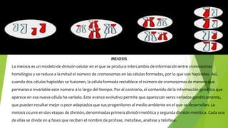 MEIOSIS
La meiosis es un modelo de división celular en el que se produce intercambio de información entre cromosomas
homólogos y se reduce a la mitad el número de cromosomas en las células formadas, por lo que son haploides. Así,
cuando dos células haploides se fusionen, la célula formada restablece el número de cromosomas de manera que
permanece invariable este número a lo largo del tiempo. Por el contrario, el contenido de la información genética que
aparece en esa nueva célula ha variado. Este avance evolutivo permite que aparezcan seres variados genéticamente,
que pueden resultar mejor o peor adaptados que sus progenitores al medio ambiente en el que se desarrollan. La
meiosis ocurre en dos etapas de división, denominadas primera división meiótica y segunda división meiótica. Cada una
de ellas se divide en 4 fases que reciben el nombre de profase, metafase, anafase y telofase.
 