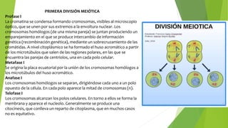 PRIMERA DIVISIÓN MEIÓTICA
Profase I
La cromatina se condensa formando cromosomas, visibles al microscopio
óptico, que se unen por sus extremos a la envoltura nuclear. Los
cromosomas homólogos (de una misma pareja) se juntan produciendo un
emparejamiento en el que se produce intercambio de información
genética (recombinación genética), mediante un sobrecruzamiento de las
cromátidas. A nivel citoplásmico se ha formado el huso acromático a partir
de los microtúbulos que salen de las regiones polares, en las que se
encuentra las parejas de centriolos, una en cada polo celular.
Metafase I
Se origina la placa ecuatorial por la unión de los cromosomas homólogos a
los microtúbulos del huso acromático.
Anafase I
Los cromosomas homólogos se separan, dirigiéndose cada uno a un polo
opuesto de la célula. En cada polo aparece la mitad de cromosomas (n).
Telofase I
Los cromosomas alcanzan los polos celulares. En torno a ellos se forma la
membrana y aparece el nucleolo. Generalmente se produce una
citocinesis, que conlleva un reparto de citoplasma, que en muchos casos
no es equitativo.
 