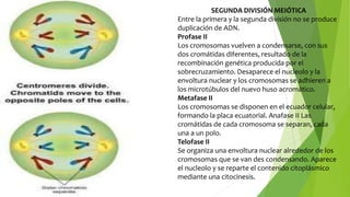 SEGUNDA DIVISIÓN MEIÓTICA
Entre la primera y la segunda división no se produce
duplicación de ADN.
Profase II
Los cromosomas vuelven a condensarse, con sus
dos cromátidas diferentes, resultado de la
recombinación genética producida por el
sobrecruzamiento. Desaparece el nucleolo y la
envoltura nuclear y los cromosomas se adhieren a
los microtúbulos del nuevo huso acromático.
Metafase II
Los cromosomas se disponen en el ecuador celular,
formando la placa ecuatorial. Anafase II Las
cromátidas de cada cromosoma se separan, cada
una a un polo.
Telofase II
Se organiza una envoltura nuclear alrededor de los
cromosomas que se van des condensando. Aparece
el nucleolo y se reparte el contenido citoplásmico
mediante una citocinesis.
 