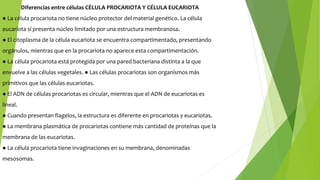 Diferencias entre células CÉLULA PROCARIOTA Y CÉLULA EUCARIOTA
● La célula procariota no tiene núcleo protector del material genético. La célula
eucariota sí presenta núcleo limitado por una estructura membranosa.
● El citoplasma de la célula eucariota se encuentra compartimentado, presentando
orgánulos, mientras que en la procariota no aparece esta compartimentación.
● La célula procariota está protegida por una pared bacteriana distinta a la que
envuelve a las células vegetales. ● Las células procariotas son organismos más
primitivos que las células eucariotas.
● El ADN de células procariotas es circular, mientras que el ADN de eucariotas es
lineal.
● Cuando presentan flagelos, la estructura es diferente en procariotas y eucariotas.
● La membrana plasmática de procariotas contiene más cantidad de proteínas que la
membrana de las eucariotas.
● La célula procariota tiene invaginaciones en su membrana, denominadas
mesosomas.
 