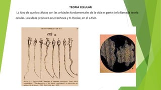TEORIA CELULAR
La idea de que las células son las unidades fundamentales de la vida es parte de la llamada teoría
celular. Las ideas previas: Leeuwenhoek y R. Hooke, en el s.XVII.
 