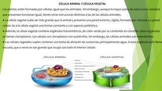 CÉLULA ANIMAL Y CÉLULA VEGETAL
Las plantas están formadas por células, igual que los animales. Sin embargo, aunque la mayor parte de estructuras celulares
que presentan funcionan igual, tienen otras estructuras distintas a las de las células animales.
● La célula vegetal suele ser más grande que la animal y presenta una pared exterior, rígida, formada por celulosa. La pared
celular da a la célula vegetal una forma constante y con aspecto poliédrico.
● Además, la célula vegetal contiene orgánulos fotosintéticos, de color verde por su contenido en clorofila. Estos orgánulos
se llaman cloroplastos. Las células con cloroplastos son autótrofas. Sin embargo, las células animales son heterótrofas.
● Las células vegetales suelen contener una bolsa de almacén de sustancias, principalmente agua. A este orgánulo se le llama
vacuola, que a veces es tan grande que ocupa casi todo el interior celular.
 