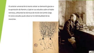 El carácter universal de la teoría celular se demostró gracias a
la aportación de Ramón y Cajal en sus estudios sobre el tejido
nervioso, utilizando las técnicas de tinción de Camilo Golgi.
En estos estudios pudo observar la individualidad de las
neuronas.
 