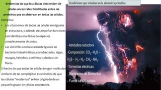 Evidencias de que las células descienden de
células ancestrales: Similitudes entre las
proteínas que se observan en todas las células.
Ejemplos:
• Los citocromos de todas las células son iguales
en estructura, y además desempeñan funciones
casi idénticas en células de especies
completamente distintas.
• Las clorofilas son básicamente iguales en
bacterias fotosintéticas, cianobacterias, algas,
musgos, helechos, coníferas y plantas con
flores.
El hecho de que todas las células tengan moléculas
similares de tal complejidad es un indicio de que
las células "modernas" se han originado de un
pequeño grupo de células ancestrales.
 