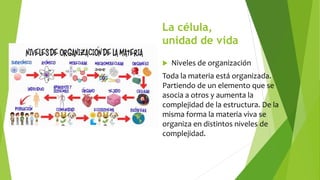 La célula,
unidad de vida
 Niveles de organización
Toda la materia está organizada.
Partiendo de un elemento que se
asocia a otros y aumenta la
complejidad de la estructura. De la
misma forma la materia viva se
organiza en distintos niveles de
complejidad.
 
