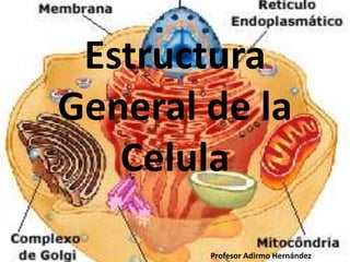 Estructura
General de la
Celula
Profesor Adirmo Hernández
 