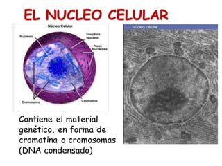 Contiene el material
genético, en forma de
cromatina o cromosomas
(DNA condensado)
EL NUCLEO CELULAR
 