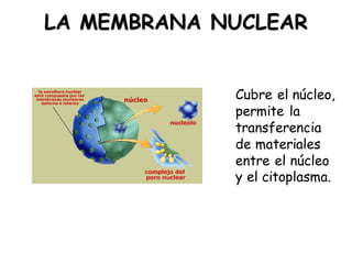 LA MEMBRANA NUCLEAR
Cubre el núcleo,
permite la
transferencia
de materiales
entre el núcleo
y el citoplasma.
 