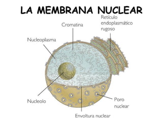 LA MEMBRANA NUCLEAR
 