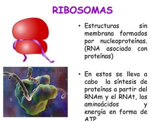 RIBOSOMAS
• Estructuras sin
membrana formados
por nucleoproteínas.
(RNA asociado con
proteínas)
• En estos se lleva a
cabo la síntesis de
proteínas a partir del
RNAm y el RNAt, los
aminoácidos y
energía en forma de
 