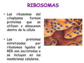 • Los ribosomas del
citoplasma forman
proteínas que se
utilizan o almacenan
dentro de la célula
• Las proteínas
sintetizadas por
ribosomas ligados al
RER son secretadas o
se incluyen en las
membranas celulares.
RIBOSOMAS
 