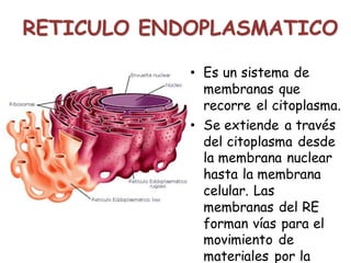 • Es un sistema de
membranas que
recorre el citoplasma.
• Se extiende a través
del citoplasma desde
la membrana nuclear
hasta la membrana
celular. Las
membranas del RE
forman vías para el
movimiento de
materiales por la
RETICULO ENDOPLASMATICO
 