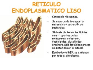 RETICULO
ENDOPLASMATICO LISO
• Carece de ribosomas.
• Se encarga de transportar
materiales y secreción de
sustancias.
• Síntesis de todos los lípidos
constituyentes de las
membranas: colesterol,
fosfolípidos, glucolípidos,
etcétera. Sólo los ácidos grasos
se sintetizan en el citosol.
• Está unido al RER, se extiende
por todo el citoplasma.
 