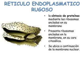 RETICULO ENDOPLASMATICO
RUGOSO
• la síntesis de proteínas
mediante los ribosomas
anclados en su
membrana
• Presenta ribosomas
anclados en la
membrana, en su cara
citosólica.
• Se ubica a continuación
de la membrana nuclear.
 