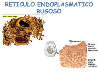 RETICULO ENDOPLASMATICO
RUGOSO
 