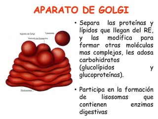 • Separa las proteínas y
lípidos que llegan del RE,
y las modifica para
formar otras moléculas
mas complejas, les adosa
carbohidratos
(glucolípidos y
glucoproteínas).
• Participa en la formación
de lisosomas que
contienen enzimas
digestivas
APARATO DE GOLGI
 