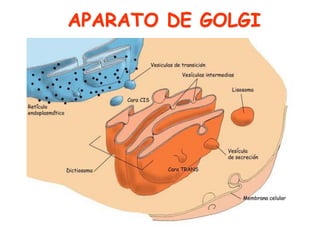 APARATO DE GOLGI
 