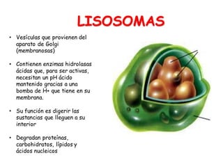 LISOSOMAS
• Vesículas que provienen del
aparato de Golgi
(membranosas)
• Contienen enzimas hidrolasas
ácidas que, para ser activas,
necesitan un pH ácido
mantenido gracias a una
bomba de H+ que tiene en su
membrana.
• Su función es digerir las
sustancias que lleguen a su
interior
• Degradan proteínas,
carbohidratos, lípidos y
ácidos nucleicos
 