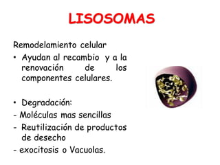 Remodelamiento celular
• Ayudan al recambio y a la
renovación de los
componentes celulares.
• Degradación:
- Moléculas mas sencillas
- Reutilización de productos
de desecho
- exocitosis o Vacuolas.
LISOSOMAS
 