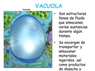 VACUOLA
• Son estructuras
llenas de fluido
que almacenan
varias sustancias
durante algún
tiempo.
• Se encargan de
transportar y
almacenar
materiales
ingeridos, así
como productos
de desecho y
 