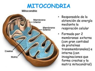 MITOCONDRIA
• Responsable de la
obtención de energía
mediante la
respiración celular
• Formada por 2
membranas: externa
(con gran cantidad
de proteínas
transmembranales) e
interna (con
invaginaciones que
forma crestas y la
matriz mitocondrial)
 