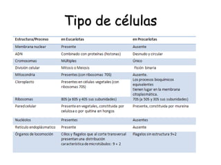 Tipo de células
 