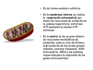 • Es de forma ovalada o esférica
• En la membrana interna se realiza
la respiración mitocondrial: por
medio de reacciones de oxidación en
la cadena respiratoria; sintetizar
ATP mediante la enzima ATP-
sintetasa
• En la matriz se da un gran número
de reacciones metabólicas de
oxidación, como el ciclo de Krebs y
la β-oxidación de los ácidos grasos.
Además, contiene ribosomas, ADN
mitocondrial, ARNt y las enzimas
requeridas para la expresión de los
genes mitocondriales
 