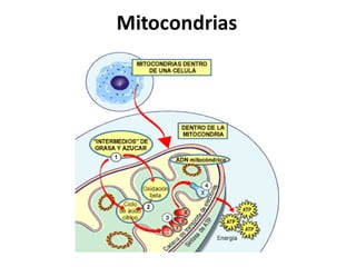 Mitocondrias
 