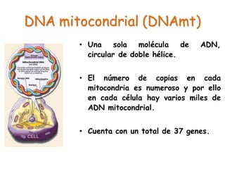 DNA mitocondrial (DNAmt)
• Una sola molécula de ADN,
circular de doble hélice.
• El número de copias en cada
mitocondria es numeroso y por ello
en cada célula hay varios miles de
ADN mitocondrial.
• Cuenta con un total de 37 genes.
 