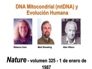 DNA Mitocondrial (mtDNA) y
Evolución Humana
Rebecca Cann Mark Stoneking Allan Wilson
Nature - volumen 325 - 1 de enero de
 
