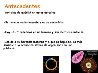 Antecedentes
•Ventajas de mtDNA en estos estudios:
-Se hereda maternamente y no se recombina.
-Hay ~1016 moléculas en un humano y son idénticas entre sí.
•Debido a su herencia materna y a que es haploide, es más
sensible a la reducción severa de organismos en una
población.
 