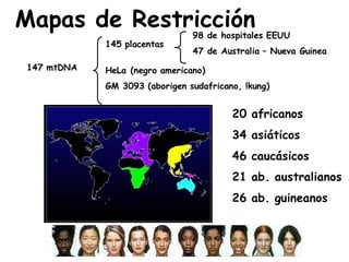 Mapas de Restricción
147 mtDNA HeLa (negro americano)
GM 3093 (aborigen sudafricano, !kung)
98 de hospitales EEUU
47 de Australia – Nueva Guinea
145 placentas
20 africanos
34 asiáticos
46 caucásicos
21 ab. australianos
26 ab. guineanos
 