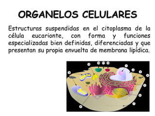 ORGANELOS CELULARES
Estructuras suspendidas en el citoplasma de la
célula eucarionte, con forma y funciones
especializadas bien definidas, diferenciadas y que
presentan su propia envuelta de membrana lipídica.
 