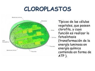CLOROPLASTOS
Típicos de las células
vegetales, que poseen
clorofila, y cuya
función es realizar la
fotosíntesis
(transformación de la
energía luminosa en
energía química
contenida en forma de
ATP ).
 
