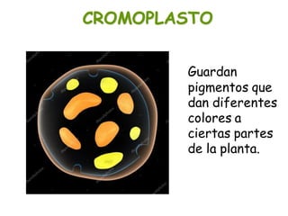 CROMOPLASTO
Guardan
pigmentos que
dan diferentes
colores a
ciertas partes
de la planta.
 