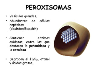 PEROXISOMAS
• Vesículas grandes.
• Abundantes en células
hepáticas
(desintoxificación)
• Contienen enzimas
oxidasas, entre las que
destacan la peroxidasa y
la catalasa
• Degradan el H2O2, etanol
y ácidos grasos.
 