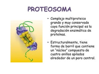 PROTEOSOMA
• Complejo multiproteico
grande y muy conservado
cuya función principal es la
degradación enzimática de
proteínas.
• Estructuralmente, tiene
forma de barril que contiene
un “núcleo” compuesto de
cuatro anillos apilados
alrededor de un poro central.
 