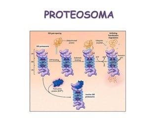 PROTEOSOMA
 