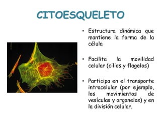 • Estructura dinámica que
mantiene la forma de la
célula
• Facilita la movilidad
celular (cilios y flagelos)
• Participa en el transporte
intracelular (por ejemplo,
los movimientos de
vesículas y organelos) y en
la división celular.
CITOESQUELETO
 