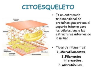 CITOESQUELETO
• Es un entramado
tridimensional de
proteínas que provee el
soporte interno para
las células, ancla las
estructuras internas de
la misma
• Tipos de filamentos:
1.Microfilamentos.
2.Filamentos
intermedios.
3.Microtúbulos.
 