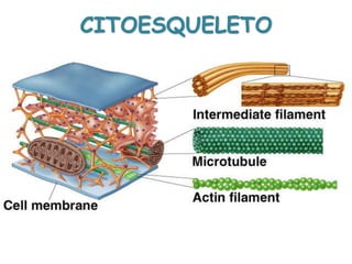 CITOESQUELETO
 