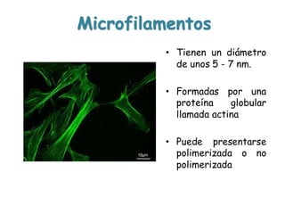 Microfilamentos
• Tienen un diámetro
de unos 5 - 7 nm.
• Formadas por una
proteína globular
llamada actina
• Puede presentarse
polimerizada o no
polimerizada
 