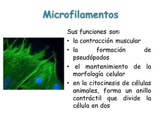 Microfilamentos
Sus funciones son:
• la contracción muscular
• la formación de
pseudópodos
• el mantenimiento de la
morfología celular
• en la citocinesis de células
animales, forma un anillo
contráctil que divide la
célula en dos
 