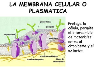 LA MEMBRANA CELULAR O
PLASMATICA
Protege la
célula, permite
el intercambio
de materiales
entre el
citoplasma y el
exterior.
 