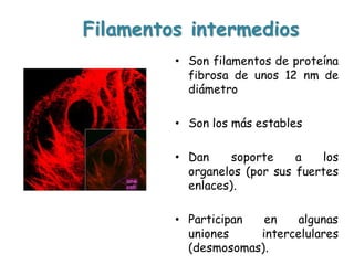 Filamentos intermedios
• Son filamentos de proteína
fibrosa de unos 12 nm de
diámetro
• Son los más estables
• Dan soporte a los
organelos (por sus fuertes
enlaces).
• Participan en algunas
uniones intercelulares
(desmosomas).
 