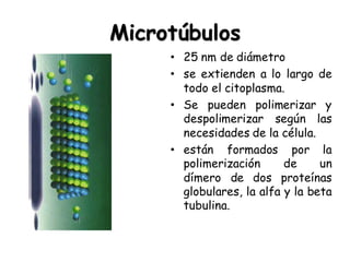 Microtúbulos
• 25 nm de diámetro
• se extienden a lo largo de
todo el citoplasma.
• Se pueden polimerizar y
despolimerizar según las
necesidades de la célula.
• están formados por la
polimerización de un
dímero de dos proteínas
globulares, la alfa y la beta
tubulina.
 