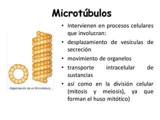 Microtúbulos
• Intervienen en procesos celulares
que involucran:
• desplazamiento de vesículas de
secreción
• movimiento de organelos
• transporte intracelular de
sustancias
• así como en la división celular
(mitosis y meiosis), ya que
forman el huso mitótico)
 