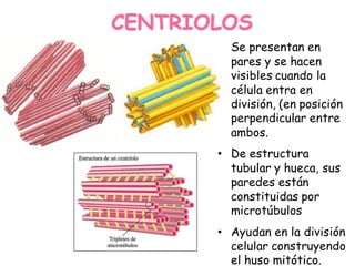 CENTRIOLOS
• Se presentan en
pares y se hacen
visibles cuando la
célula entra en
división, (en posición
perpendicular entre
ambos.
• De estructura
tubular y hueca, sus
paredes están
constituidas por
microtúbulos
• Ayudan en la división
celular construyendo
el huso mitótico.
 